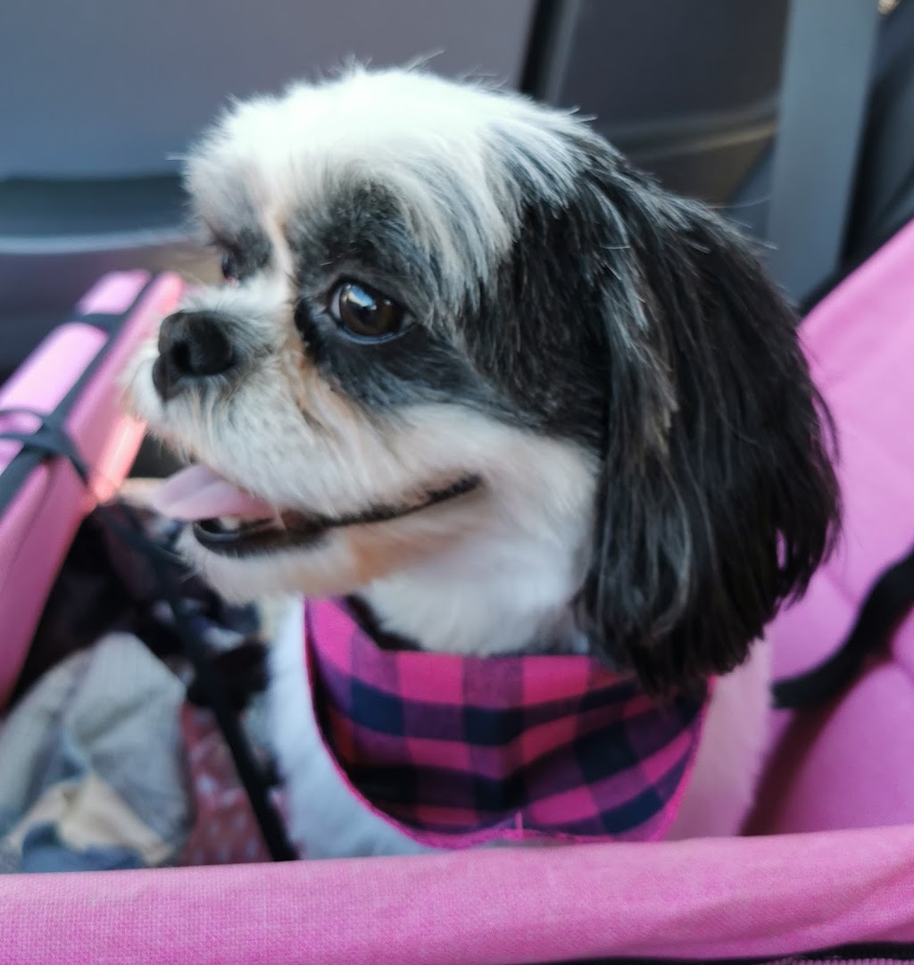 Khaleesis K9 Grooming | 429 Dover Rd, Dieppe, NB E1A 7L7, Canada | Phone: (506) 232-3005