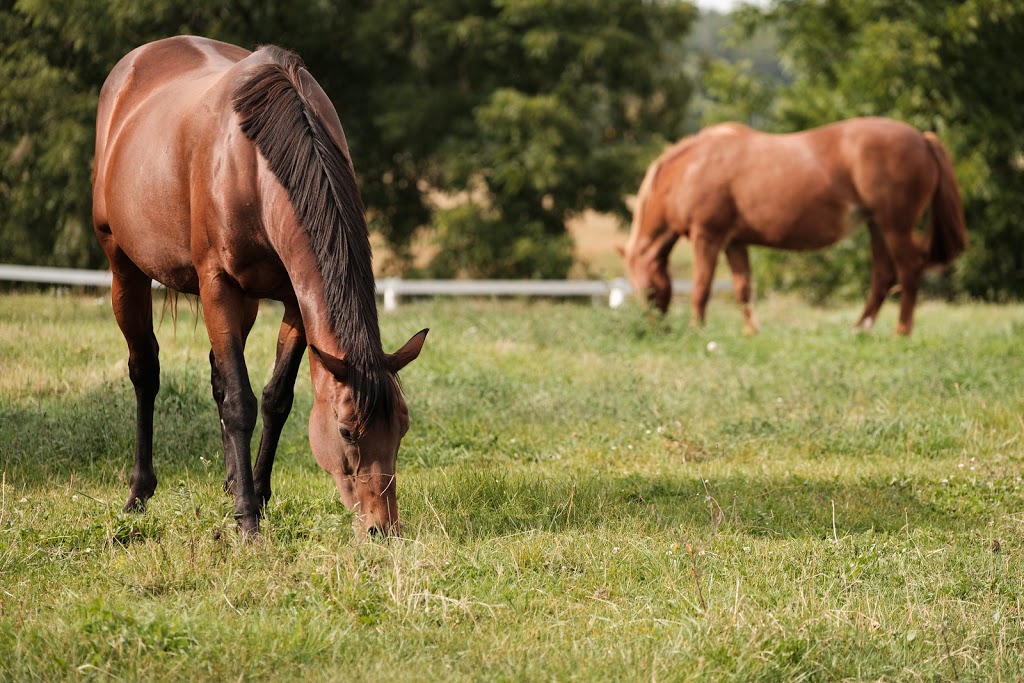 Skye Blue Acres | 7839 Wellington County Rd 34, Puslinch, ON N0B 2J0, Canada | Phone: (416) 569-7628