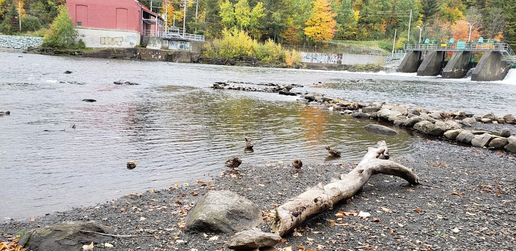 Dog Park | 3300 Rue Frédéric-Paré, Sherbrooke, QC J1K 3B9, Canada