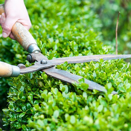 HortiCut.com | 14 Rue Racicot, Fassett, QC J0V 1H0, Canada | Phone: (819) 410-0364