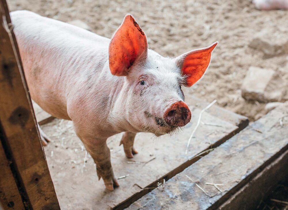 Lester’s Butchering & Processing | 3901 Rowe Rd, Duncan, BC V9L 6T1, Canada | Phone: (250) 746-6507