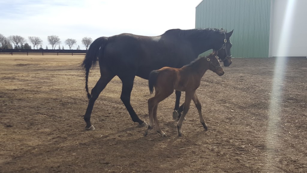 Highfield Stock Farm Inc | 402007 96 St E, Aldersyde, AB T0L 0A0, Canada | Phone: (403) 652-1185