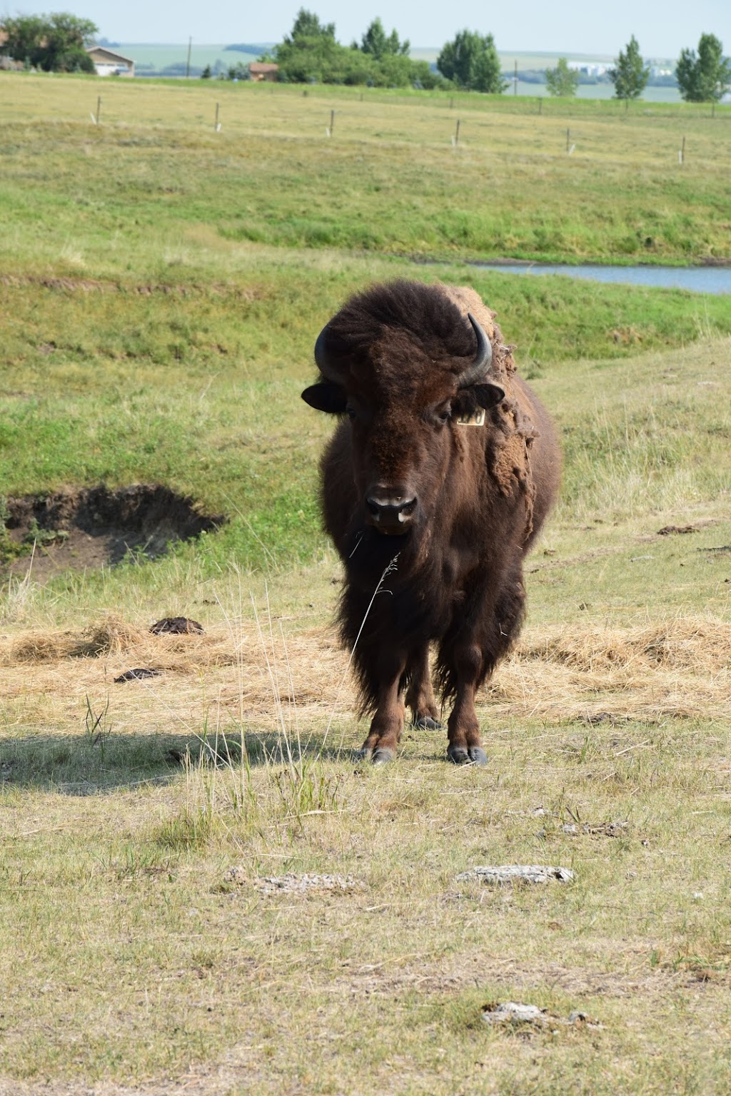 Tumbleweed Bison | Range Rd 250, Buoyant, AB T0M 1Y0, Canada | Phone: (403) 546-2542