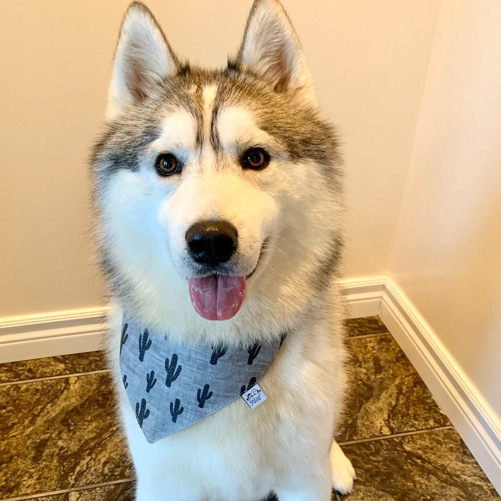 Élevage Flandor - Élevage de chiens -Husky Sibérien | 3251 Rang du Haut de la Rivière, Sainte-Élisabeth, QC J0K 2J0, Canada | Phone: (450) 757-1323