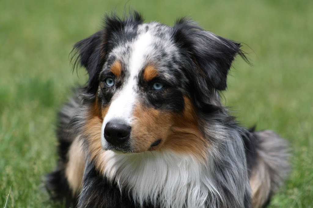 Trim Pet Hospital | 2010 Trim Rd, Orléans, ON K4A 0G4, Canada | Phone: (613) 834-4442