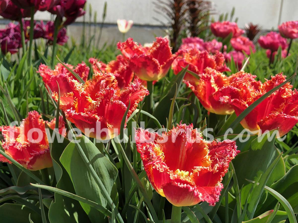 Flowerbulbsrus.com | 370 Britannia Rd E Unit 7, Mississauga, ON L4Z 1X9, Canada | Phone: (888) 890-0936