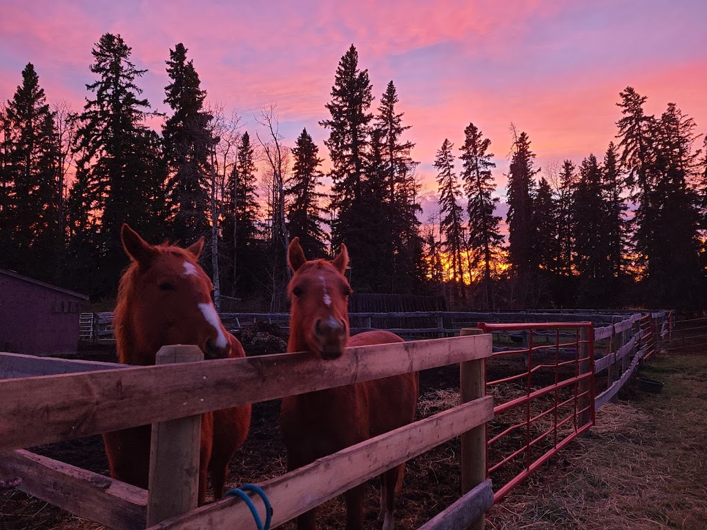 James River Horse Palace | Mountain View County, AB T0M 1C0, Canada | Phone: (403) 638-9494