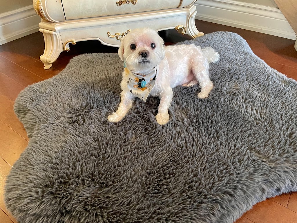 Bark N Bath Grooming | 728 Anderson St, Whitby, ON L1N 3V6, Canada | Phone: (905) 665-5550