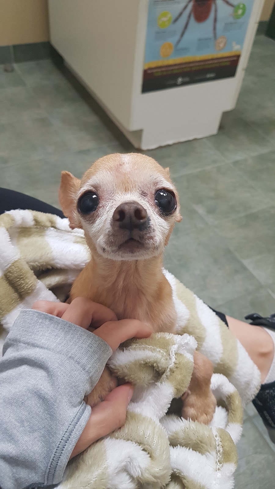 Spencer Creek Animal Hospital | 45 Cootes Dr, Dundas, ON L9H 1B5, Canada | Phone: (905) 627-5510