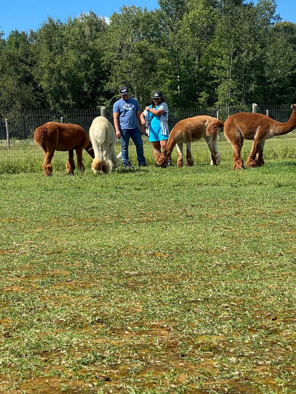Forget-Me-Not Alpacas | 1595 Concession Rd 3, Beaverton, ON L0K 1A0, Canada | Phone: (289) 221-6102