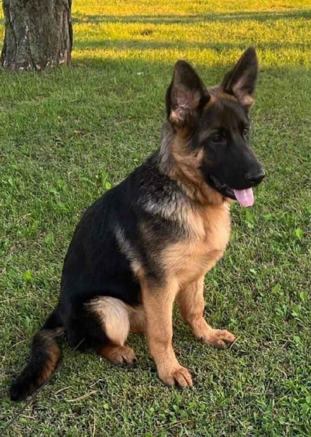 Dei Precision German Shepherds | 1233 Kilbride St, Burlington, ON L7P 0H2, Canada | Phone: (416) 887-7778