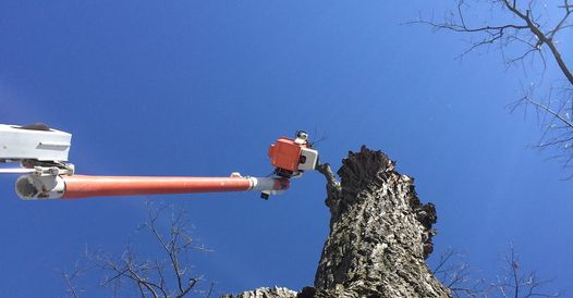 Quality Tree Service | 43 Alice St, Acton, ON L7J 2A9, Canada | Phone: (905) 873-6982