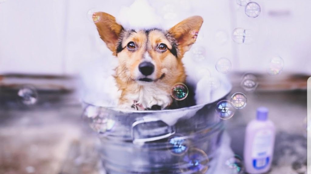 Mutts On Maple | 6216 Maple Dr, Osoyoos, BC V0H 1V3, Canada | Phone: (250) 495-2977