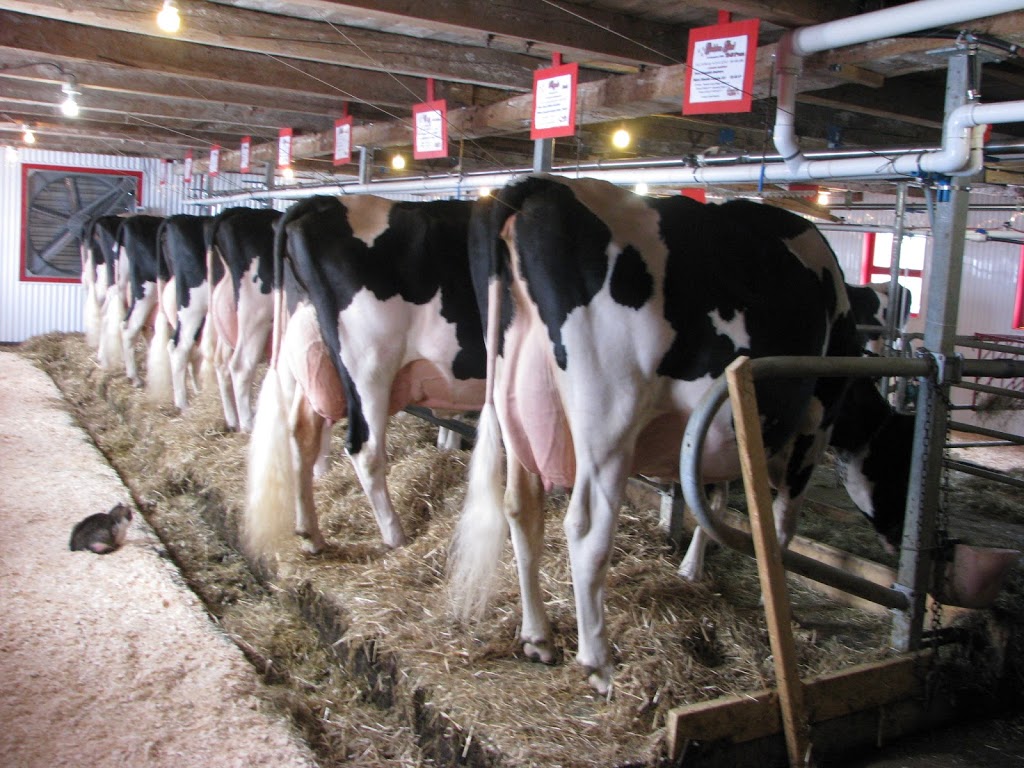 Daméstar Holstein | 71 Rang Saint François Xavier, Sainte-Cécile-de-Lévrard, QC G0X 2M0, Canada | Phone: (819) 263-0221