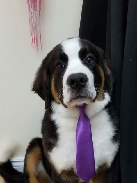 Shirleys K9 Klippery | 122 Hopkins St, Whitby, ON L1N 4H8, Canada | Phone: (905) 668-2721
