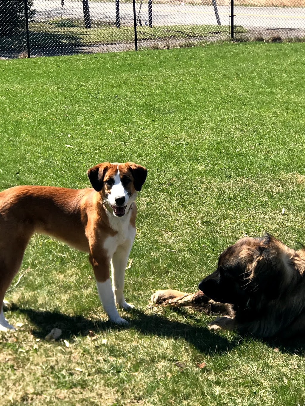 Rosewood Pet Resort | 15 Reesor Rd, Scarborough, ON M1X 1R5, Canada | Phone: (416) 265-6631