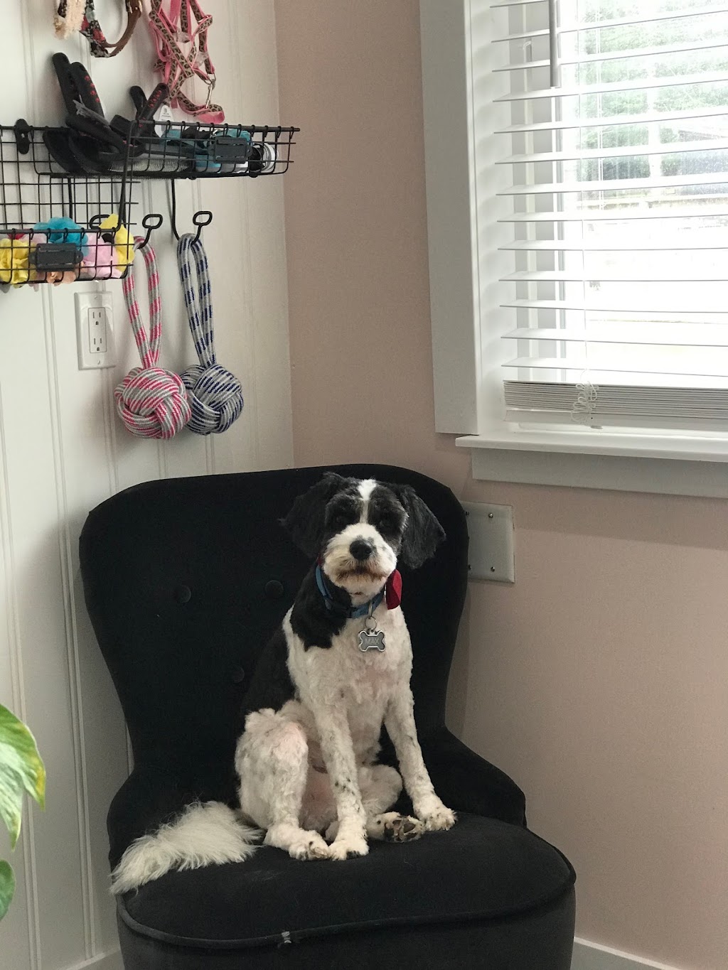 The Groomery Dog Spa | 1275 242 St, Langley, BC V2Z 1L2, Canada | Phone: (778) 246-3647