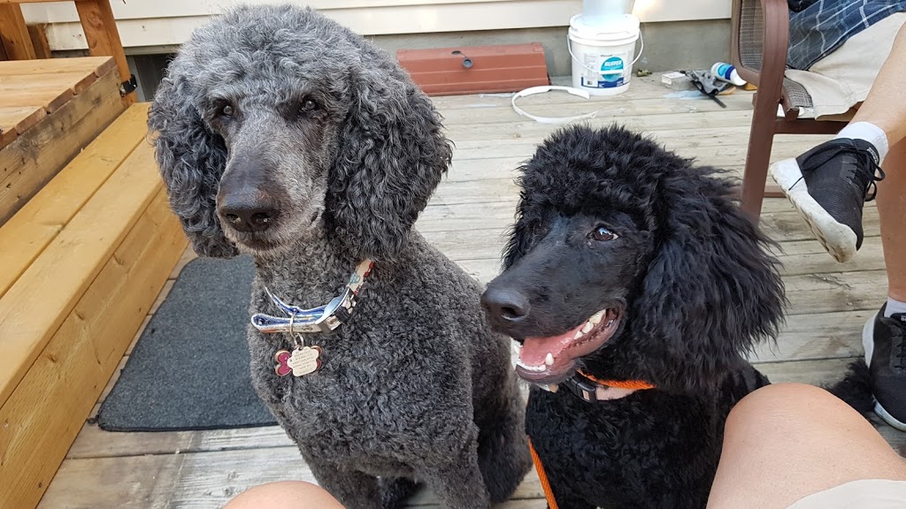 Completely Mutts Grooming | 440 Hazeldean Rd, Kanata, ON K2L 1V2, Canada | Phone: (613) 831-1985