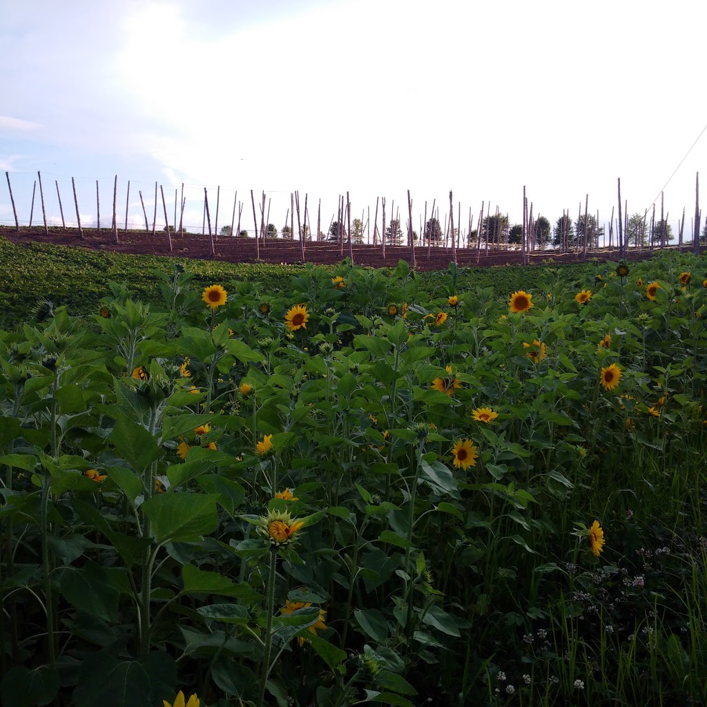 The Tavistock Hop Company | Perth County Line 26, Perth East, ON N0B 2R0, Canada | Phone: (519) 502-2943