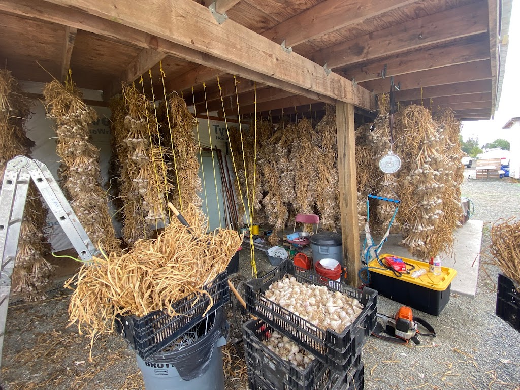 Mangat farms garlic and U-pick blueberries | 17327 32 Ave, Surrey, BC V3S 0L5, Canada | Phone: (778) 240-5044