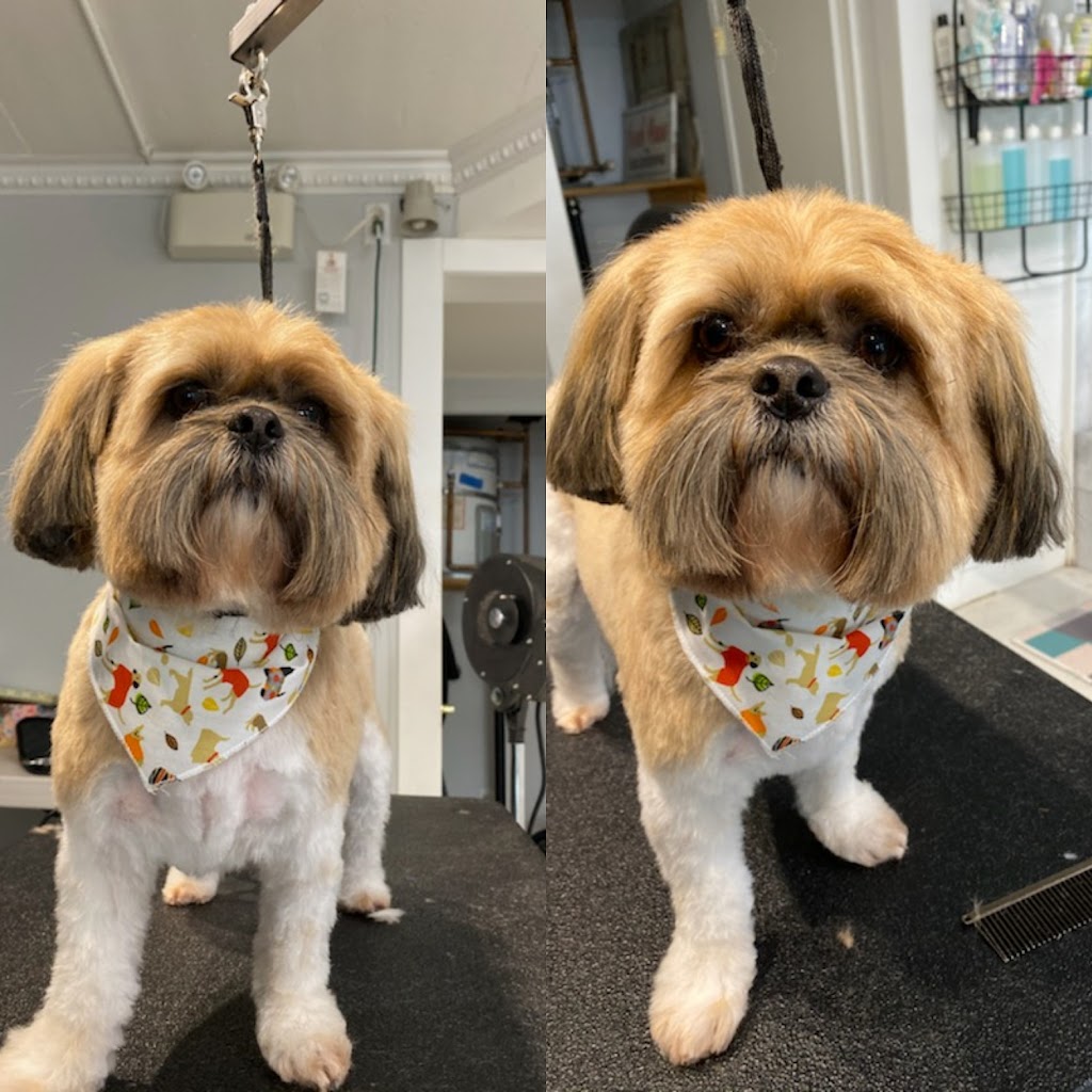 Paws In The Sand Dog Grooming | 15505 Marine Dr #104, White Rock, BC V4B 1C9, Canada | Phone: (604) 825-0063