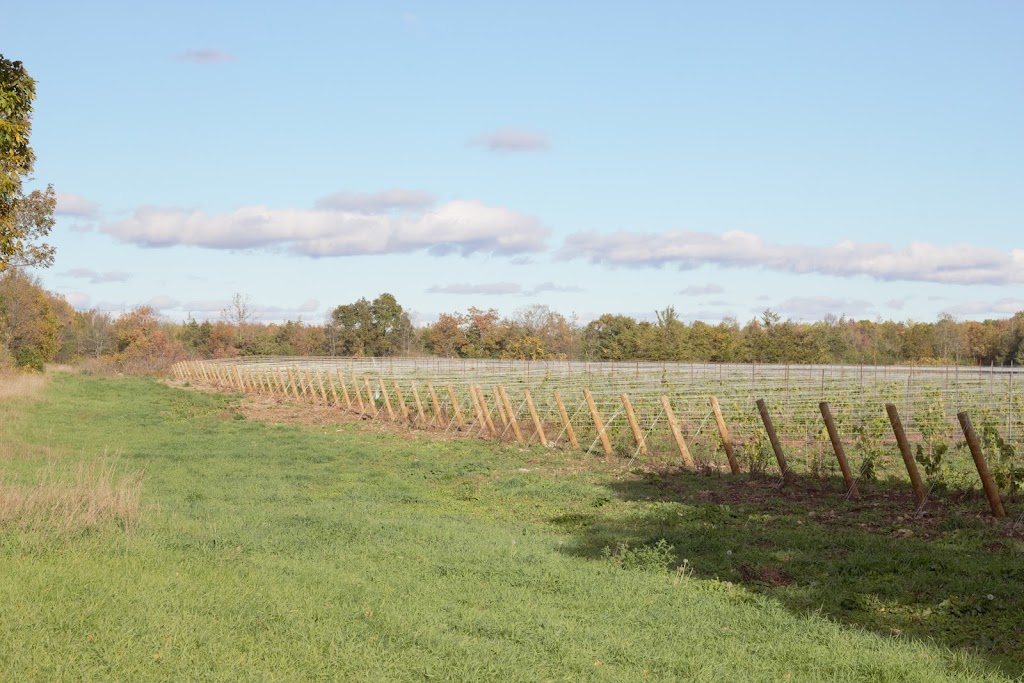 Amandas Vineyards | 419 Prince Edward County Rd 25, Picton, ON K0K 2T0, Canada | Phone: (514) 295-4545