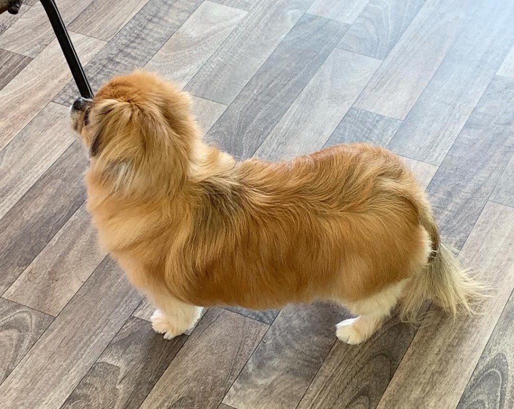 Furever Doggy Salon | 1896 Prince of Wales Dr Unit 5, Nepean, ON K2C 3W9, Canada | Phone: (613) 680-2222