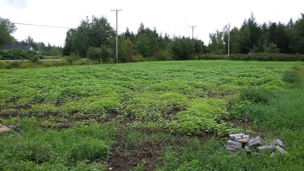 Jardin Paladin Garden inc. | Sur le coin de la 220 et, Chemin de la Colline, Orford, QC J1X 6R4, Canada | Phone: (819) 574-3093