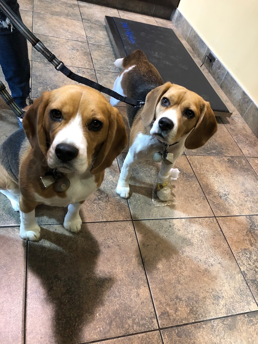 VCA Canada Calgary Trail Animal Hospital | 3803 Gateway Blvd NW #810, Edmonton, AB T6J 5M8, Canada | Phone: (780) 431-0140