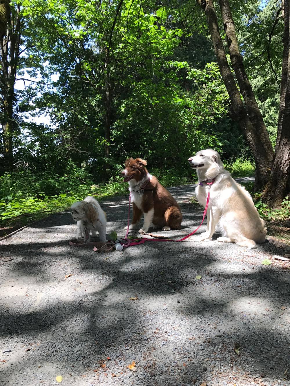 Busy Paws Dog Walking and Pet Care | 11 19483 74 Ave, Surrey, BC V4N 6V7, Canada | Phone: (778) 686-4587