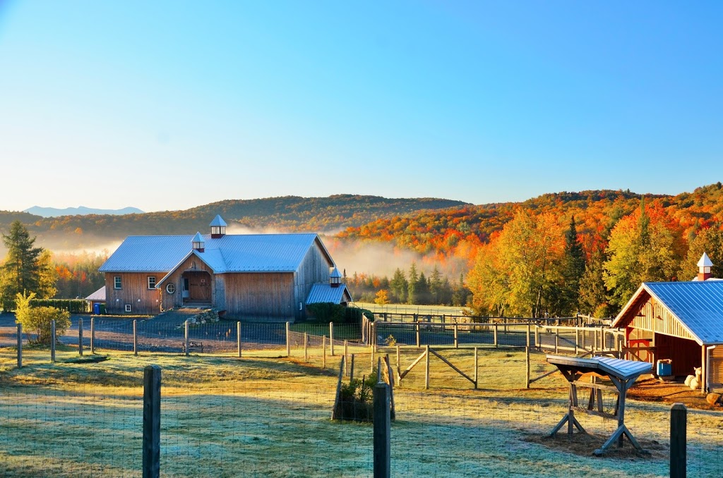 Alpagas Sutton | 1474 Chemin Macey, Sutton, QC J0E 2K0, Canada | Phone: (450) 538-1538