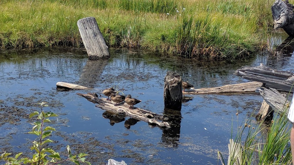 Terra Nova Nature Area | 2700 Westminster Hwy, Richmond, BC V7C 1A9, Canada