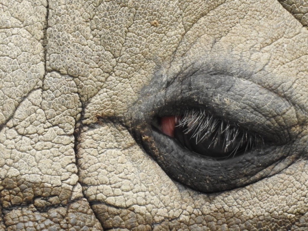 Indian Rhinoceros Pavilion | 2000 Meadowvale Rd, Scarborough, ON M1B 5K7, Canada | Phone: (416) 392-5929