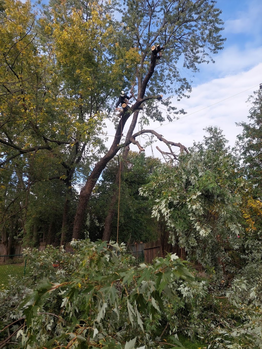 Branching Out Tree Services | 10 Pochon Ave, Port Hope, ON L1A 2X9, Canada | Phone: (905) 269-1673