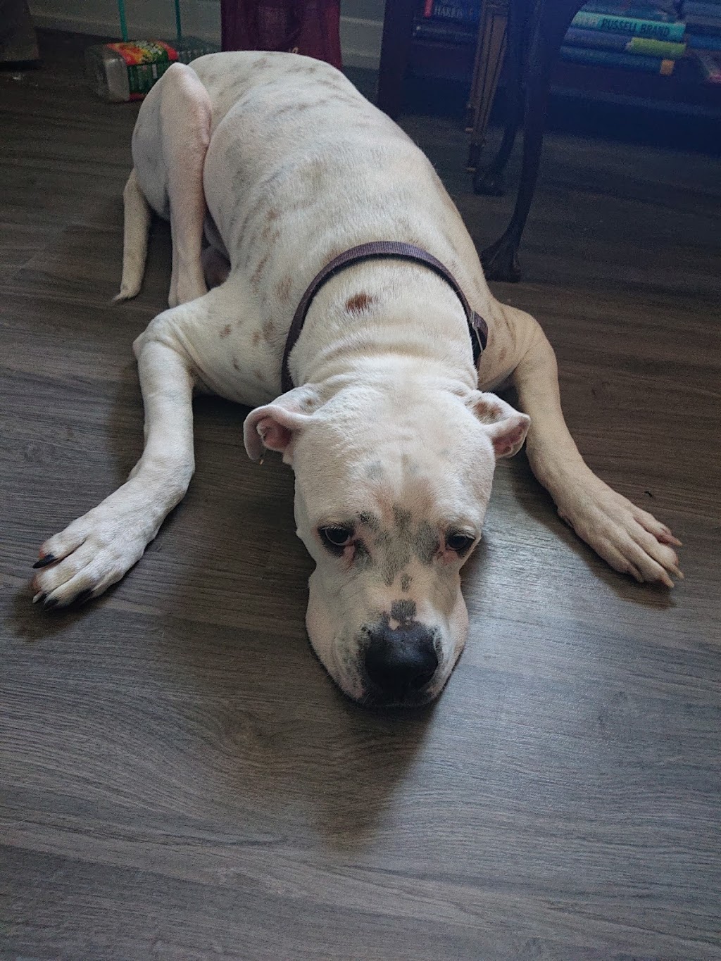 Golf Glen Veterinary Clinic | 15570 Yonge St, Aurora, ON L4G 1P2, Canada | Phone: (905) 727-3003