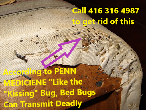 Shield pest control | 564 Coach Dr, Mississauga, ON L5R 0C3, Canada | Phone: (416) 209-5499
