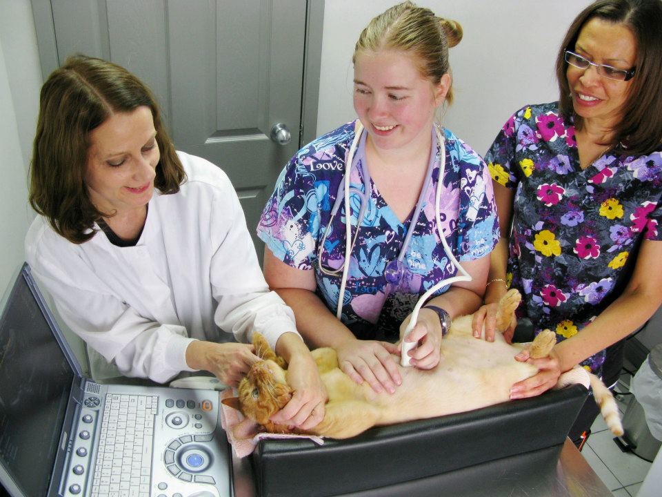 Cat Hospital Of Mississauga | 848 Burnhamthorpe Rd W, Mississauga, ON L5C 2S3, Canada | Phone: (905) 896-2287