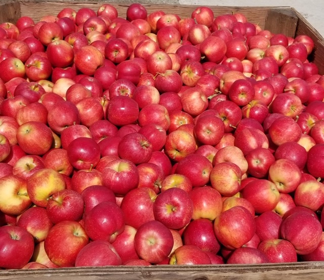 Bay Growers Inc | 828114 Grey Road 40, Clarksburg, ON N0H 1J0, Canada | Phone: (519) 599-7568