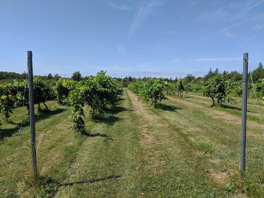 Chez les Maury Camping - Vignoble | 2021 NB-475, Saint-Édouard-de-Kent, NB E4S 4W2, Canada | Phone: (506) 743-5347