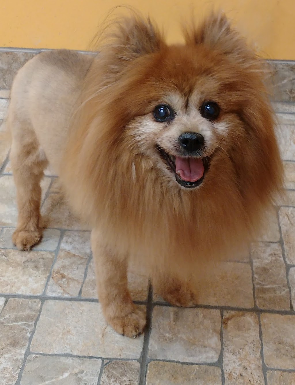 Boutique Golden Paws | 4830 Rue René-Émard, Pierrefonds, QC H9A 2Y1, Canada | Phone: (514) 620-1158