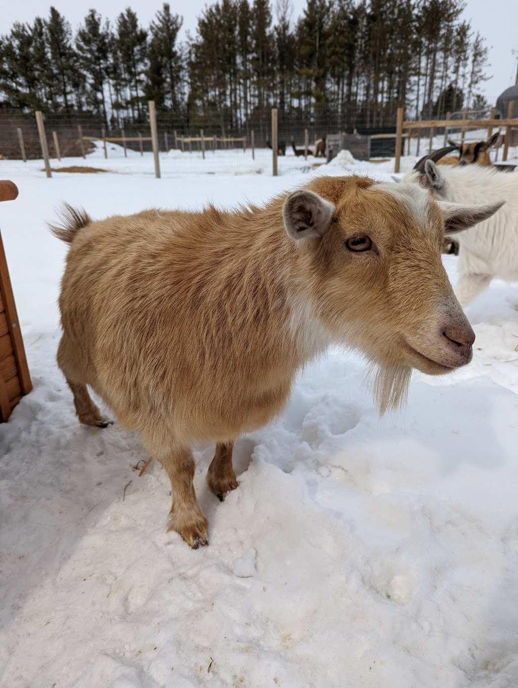 Mimosa Springs Alpacas | 5891 Fourth Line, Erin, ON N0B 1Z0, Canada | Phone: (416) 629-9428