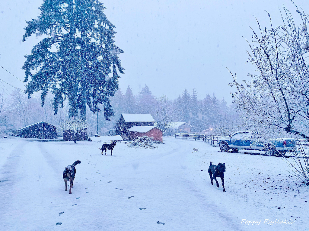 Source K9 Dog Training and Rehabilitation | 4990 Wilson Rd, Duncan, BC V9L 6L5, Canada | Phone: (250) 216-1462