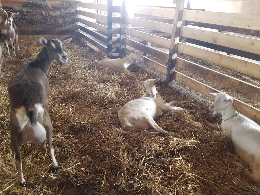 Brussels Livestock | R.R. # 3, Brussels, ON N0G 1H0, Canada | Phone: (519) 887-6461