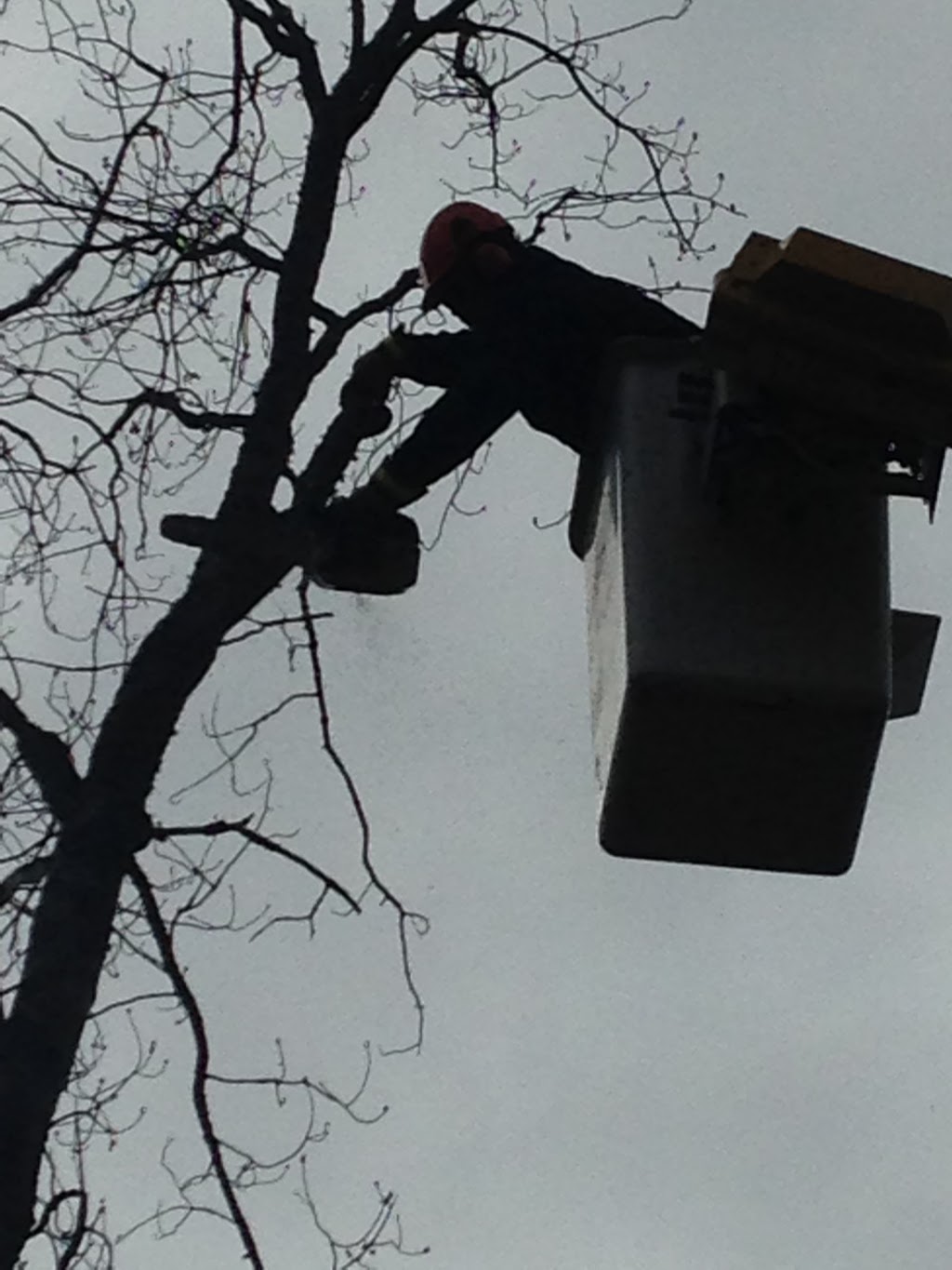 North Renfrew Tree Services Ltd | 11958 Round Lake Rd, Pembroke, ON K8A 6W8, Canada | Phone: (613) 732-5228