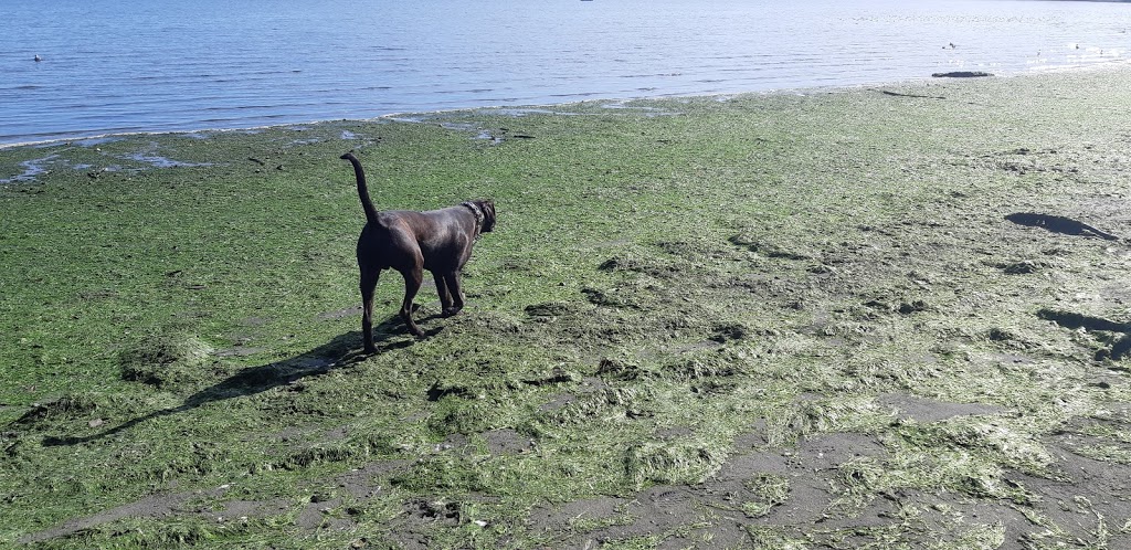 Cherry Point Beach | 800 Garnett Rd, Cobble Hill, BC V0R 1L3, Canada