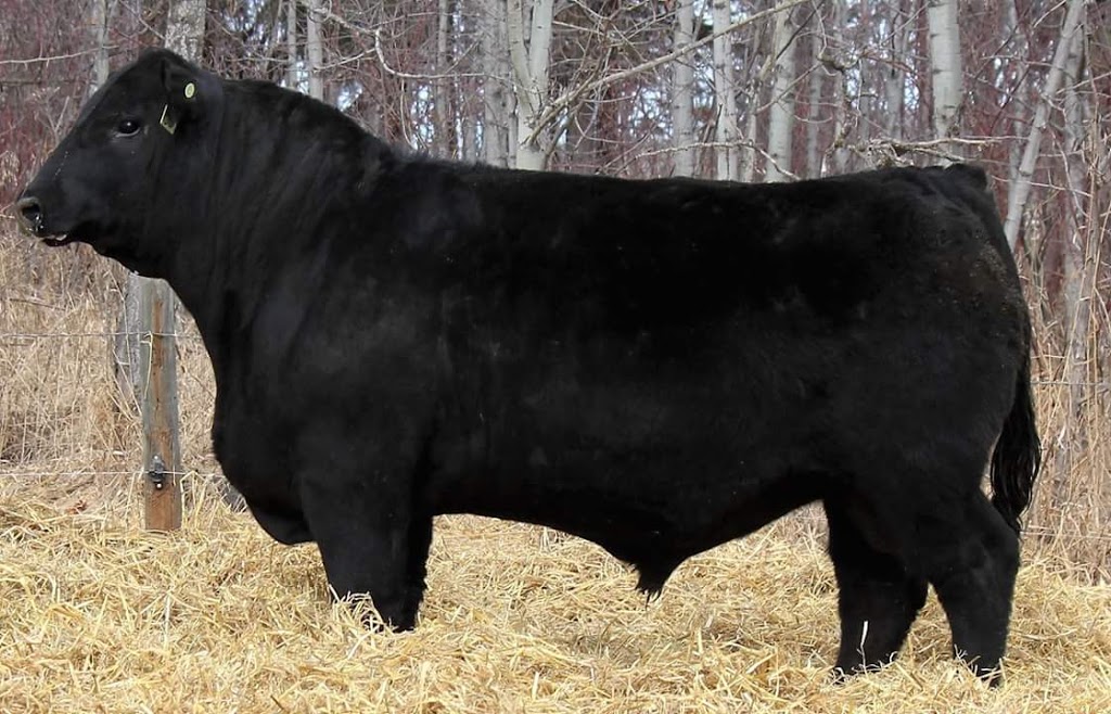 Riverside Angus | 2211 Township Rd 354, Red Deer County, AB T4G 0N3, Canada | Phone: (403) 304-6772