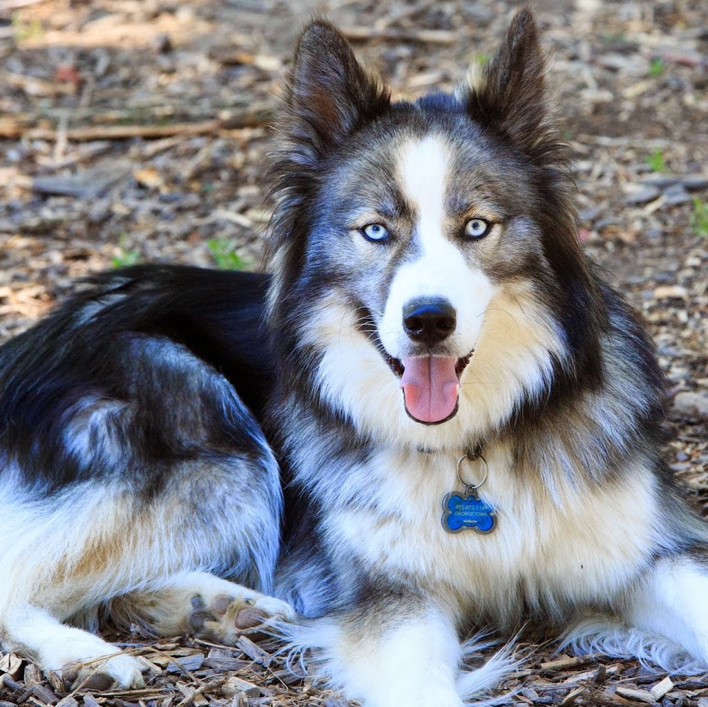 Pet Me Please | 1386 County Rd 5, Frankford, ON K0K 2C0, Canada | Phone: (613) 398-0314