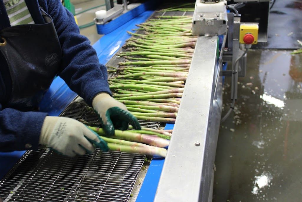 Asperges Primera | 1550 Rang St Albert, Saint-Thomas, QC J0K 3L0, Canada | Phone: (450) 803-6261