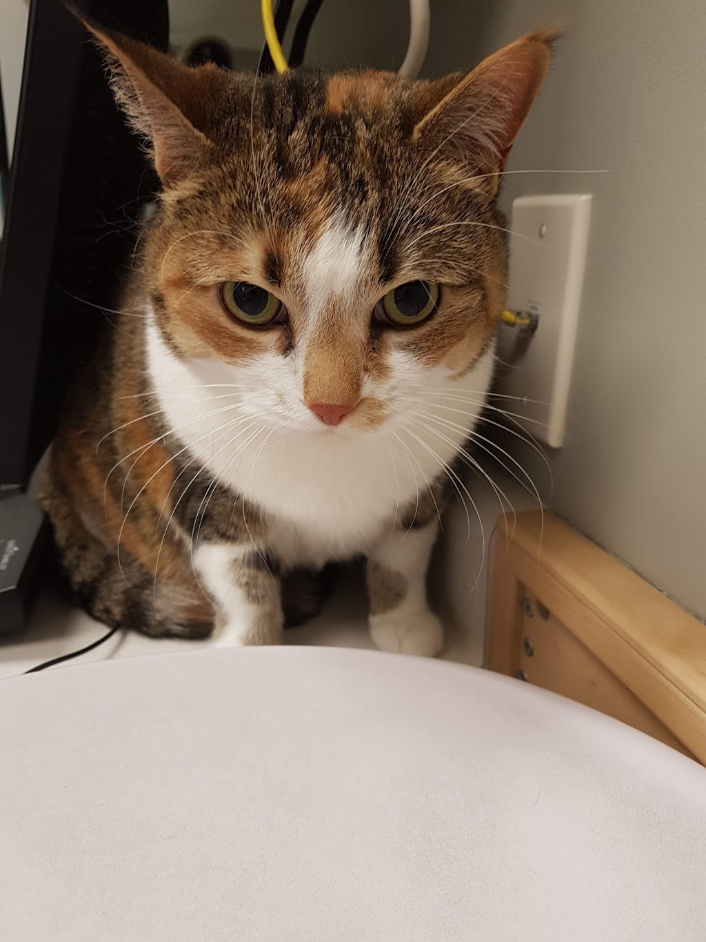 Foothills Animal Hospital | 34 Southridge Dr #6, Okotoks, AB T1S 2G5, Canada | Phone: (403) 938-3791