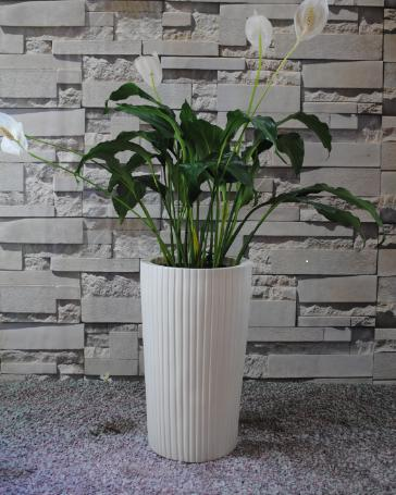 Planters Canada Inc | 5393 Steeles Ave W, Milton, ON L9E 0R7, Canada | Phone: (647) 637-7829